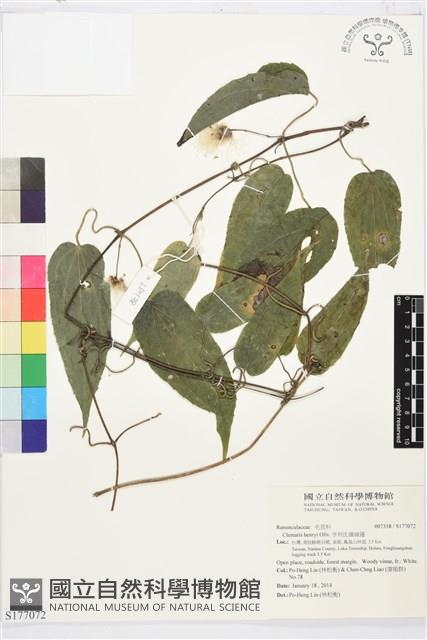 亨利氏鐵線蓮藏品圖，第1張