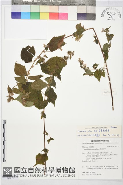 長葉垂桉草藏品圖，第1張