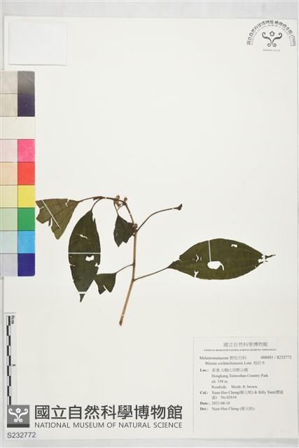 柏拉木藏品圖，第1張