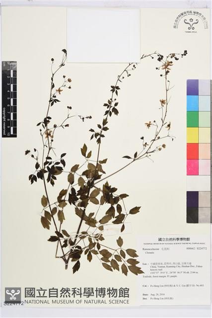 登錄號:S224772藏品圖，第1張