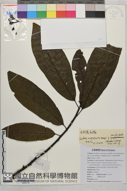 大香葉樹藏品圖，第1張