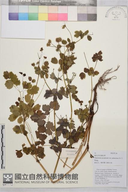 微毛爪哇唐松草藏品圖，第1張