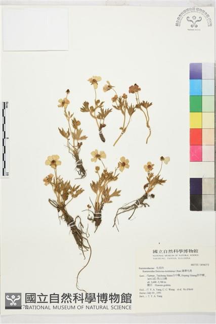 蓬萊毛茛藏品圖，第1張