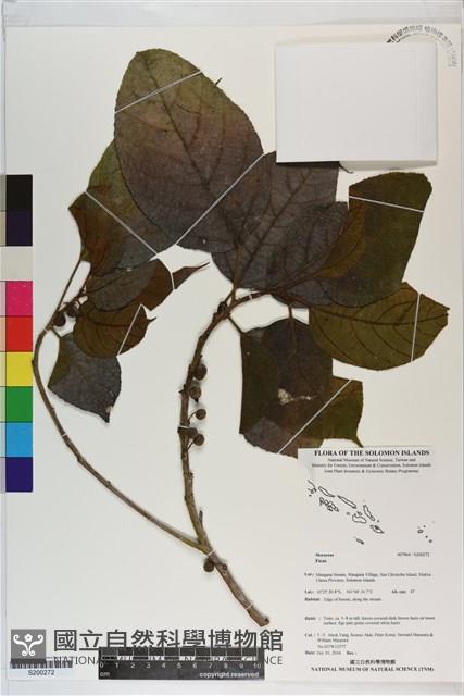 登錄號:S200272藏品圖，第1張