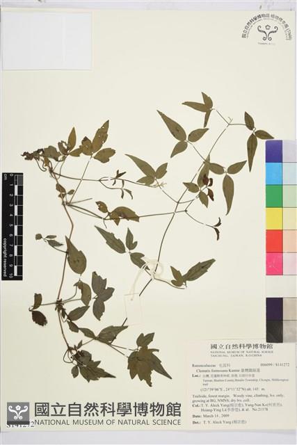 臺灣鐵線蓮藏品圖，第2張