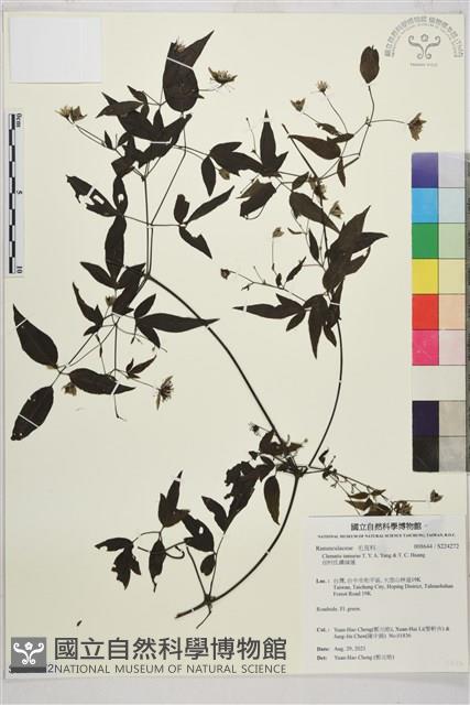 田村氏鐵線蓮藏品圖，第1張