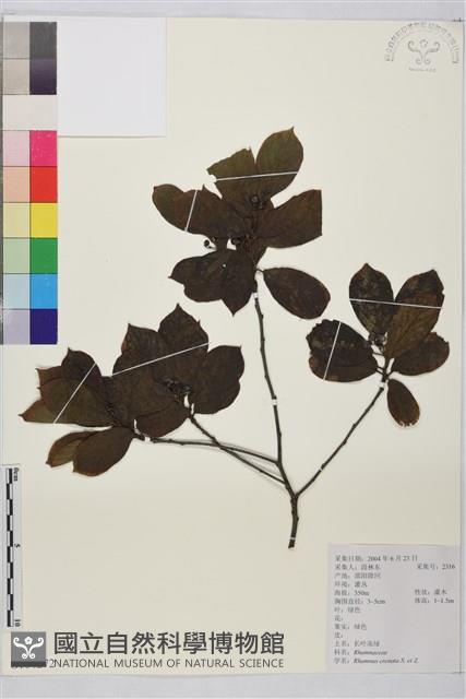 鈍齒鼠李藏品圖，第1張