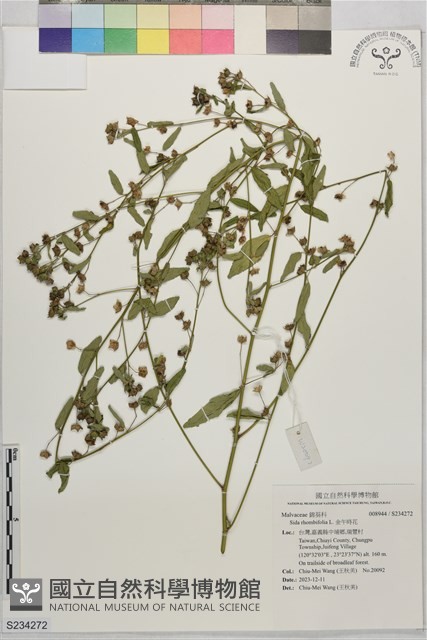 金午時花藏品圖，第1張