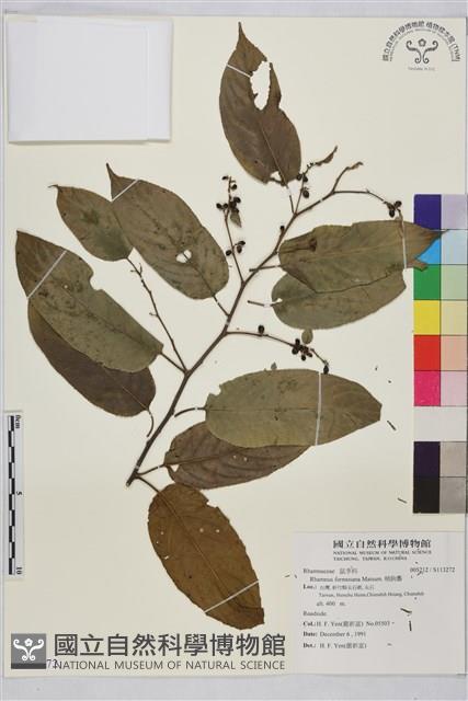 桶鉤藤藏品圖，第1張