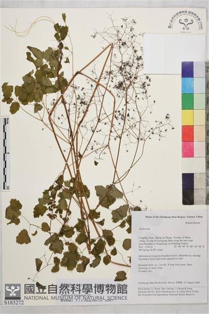 多葉唐松草藏品圖，第1張