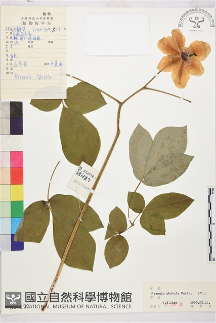 草芍藥, 山芍葯藏品圖，第1張