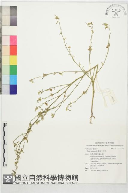 刺金午時花藏品圖，第1張