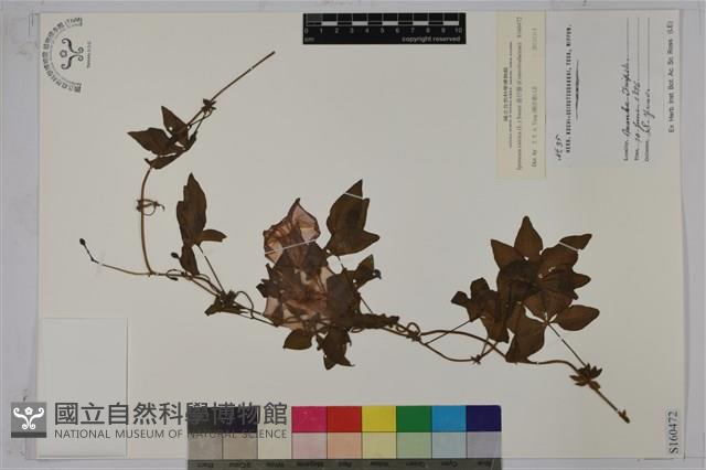 番仔藤藏品圖，第1張