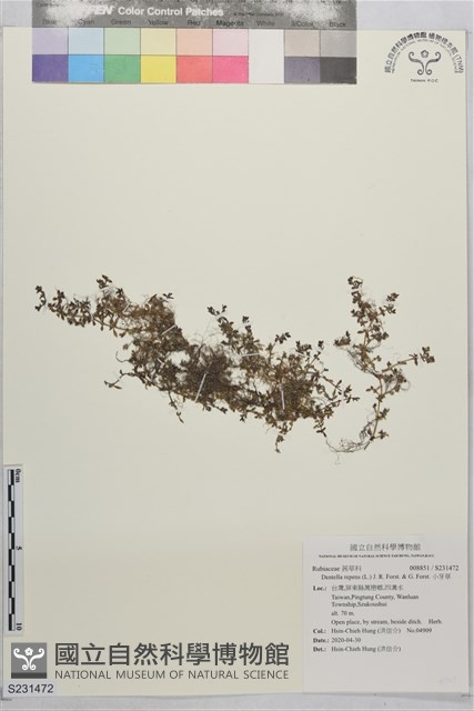 小牙草藏品圖，第1張