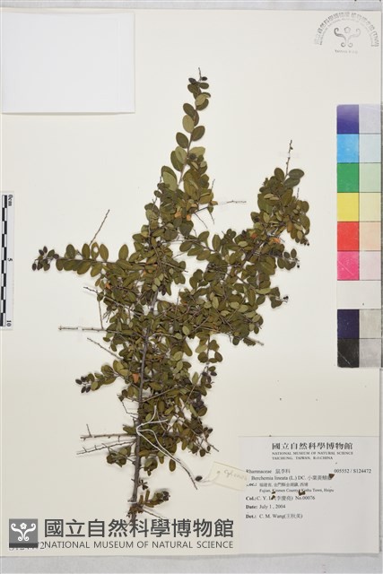 小葉黃鱔藤藏品圖，第1張