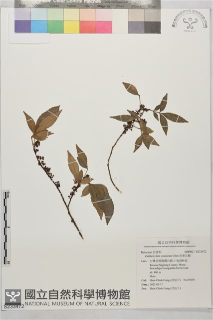 屏東花椒藏品圖，第1張