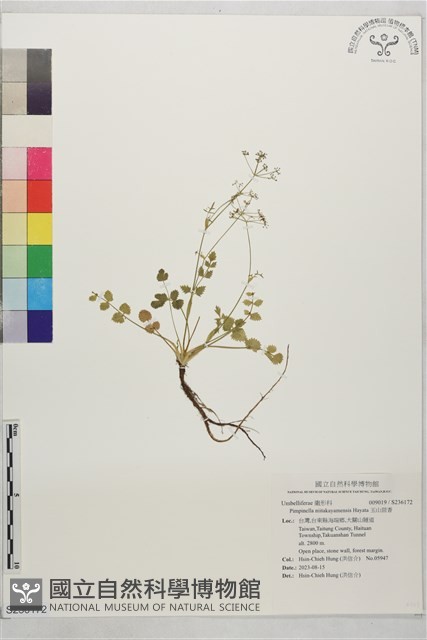 玉山茴香藏品圖，第1張