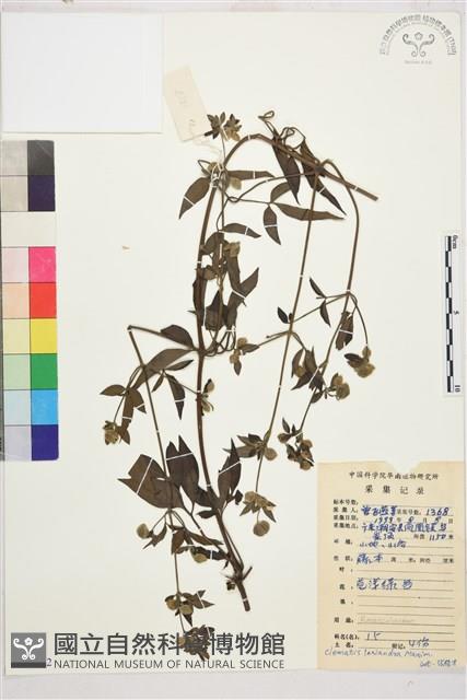 小木通藏品圖，第1張