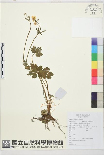 毛茛藏品圖，第1張