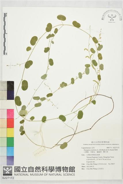 腎葉山螞蝗、馬蹄金、蝙蝠草、腰只草藏品圖，第1張