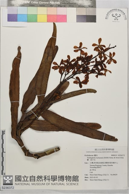 豹紋蘭、屈子花藏品圖，第1張