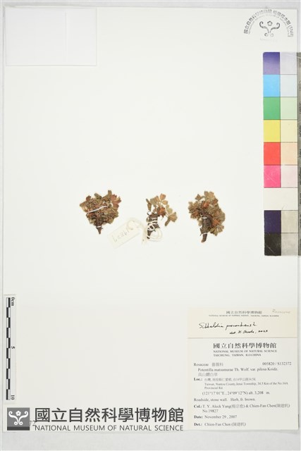 五蕊莓藏品圖，第1張