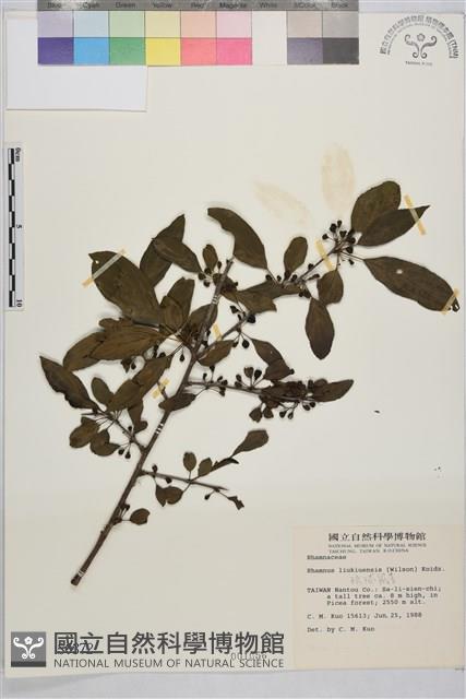 琉球鼠李藏品圖，第1張