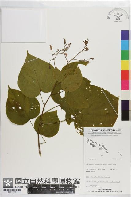 登錄號:S201372藏品圖，第1張