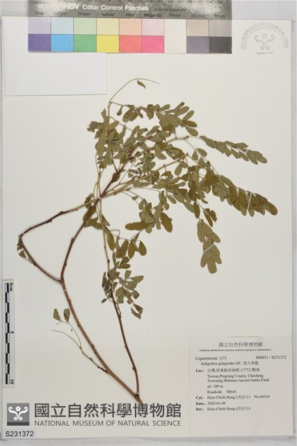 假大青藍藏品圖，第1張