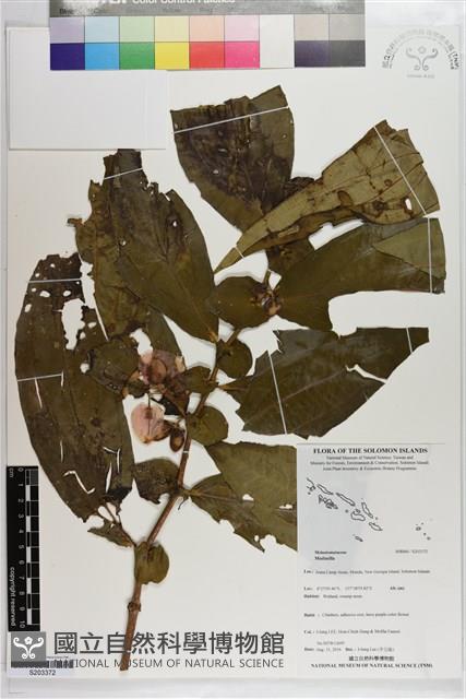 登錄號:S203372藏品圖，第1張