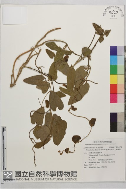 臺灣馬兜鈴、痢藥草藏品圖，第1張