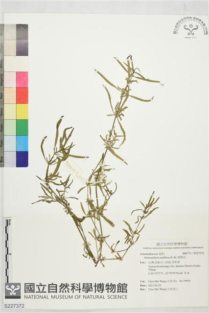 節節花藏品圖，第1張