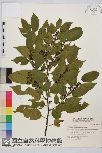 桶鉤藤藏品圖，第1張