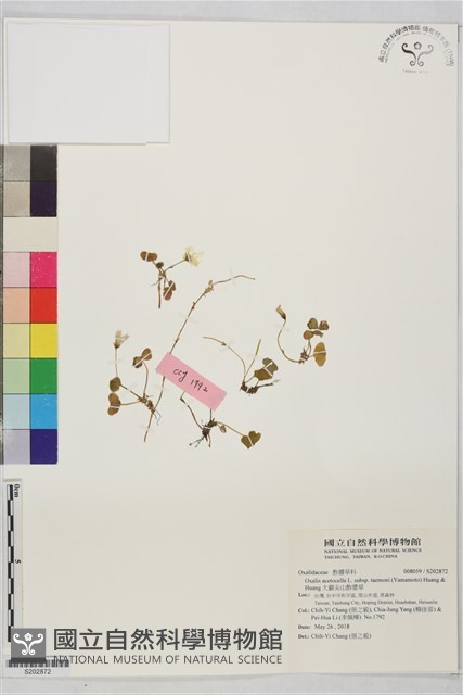 大霸尖山酢漿草藏品圖，第1張