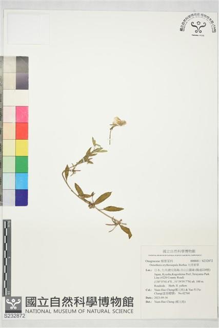 大待宵草藏品圖，第1張