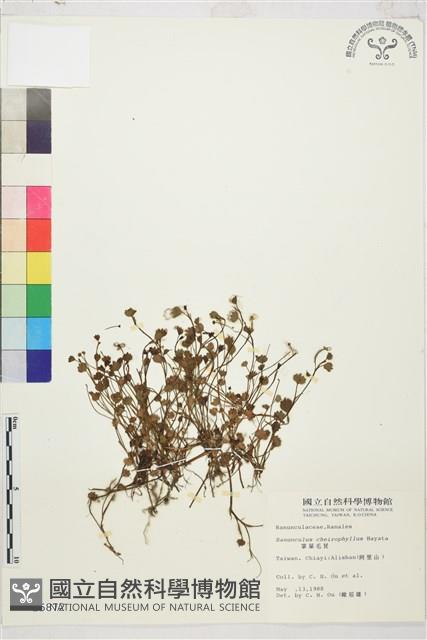 掌葉毛茛藏品圖，第1張