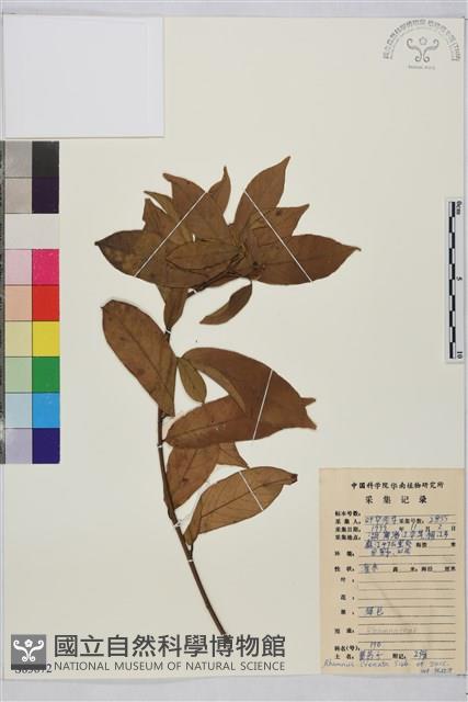 鈍齒鼠李藏品圖，第1張