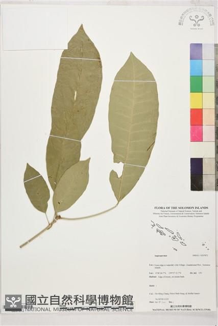 Accession Number:S207872 Collection Image