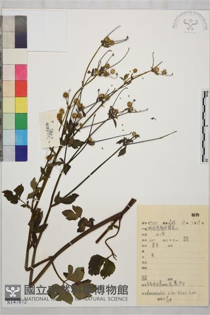 鉤柱毛茛藏品圖，第1張