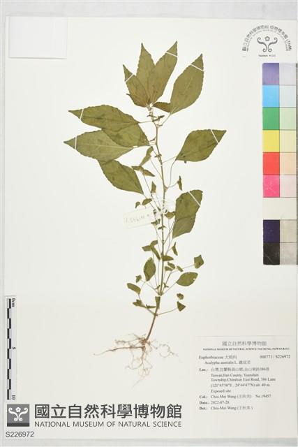 鐵莧菜藏品圖，第1張