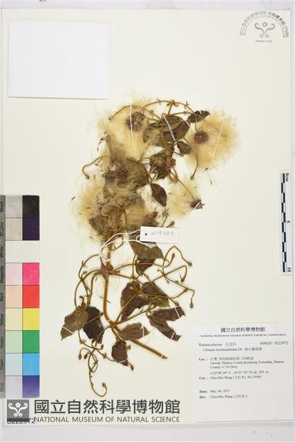 銹毛鐵線蓮藏品圖，第1張