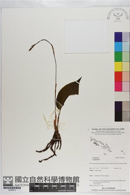登錄號:S200972藏品圖，第1張