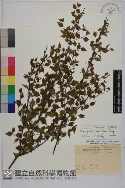 燈稱花、烏雞骨藏品圖，第1張