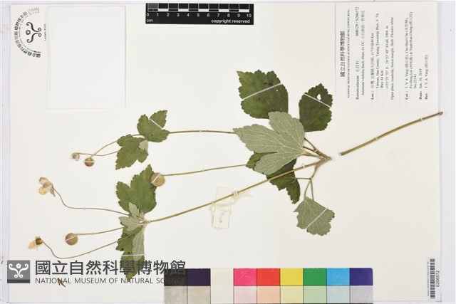 小白頭翁、野棉花藏品圖，第1張