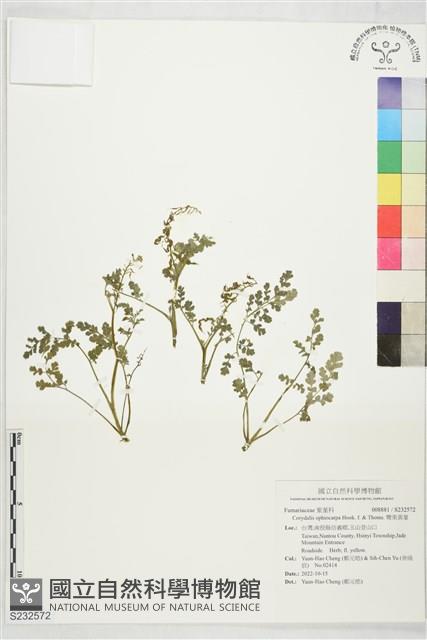 彎果黃菫藏品圖，第1張