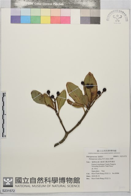 海桐藏品圖，第1張