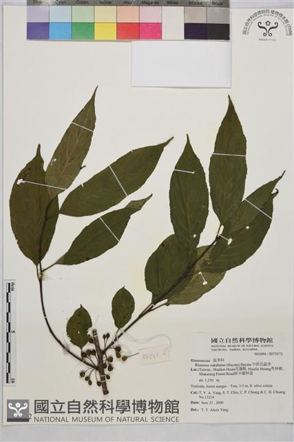 中原氏鼠李藏品圖，第1張