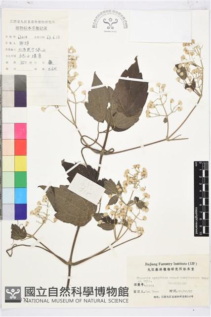 鈍齒鐵線蓮藏品圖，第1張