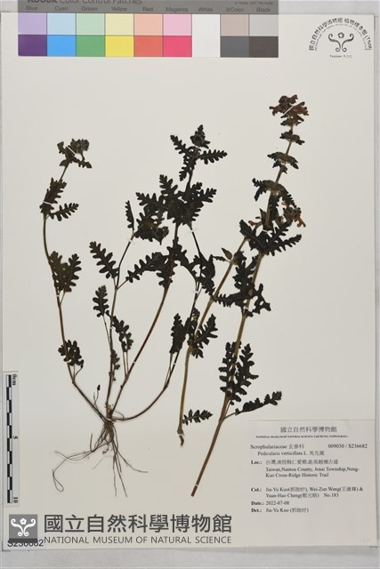 馬先蒿藏品圖，第1張