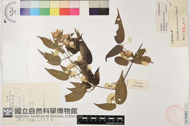 滇川鐵線蓮藏品圖，第1張